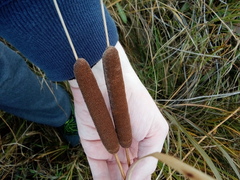 Typha angustifolia