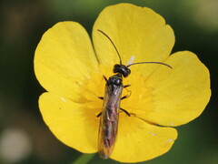 Cephidae