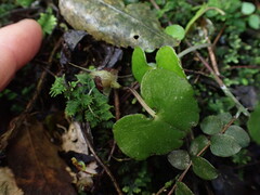 Corybas