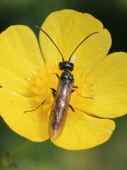 Cephidae