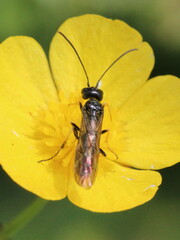 Cephidae