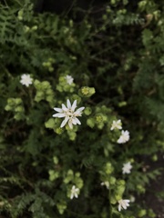 Moscharia pinnatifida