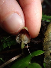 Corybas