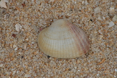 Cardiidae