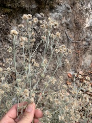 Pseudognaphalium thermale