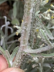 Pseudognaphalium thermale