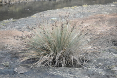 Juncus acutus leopoldii