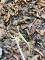 Arachnitis uniflora
