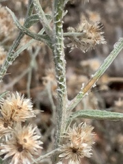 Pseudognaphalium thermale