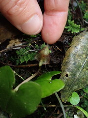 Corybas