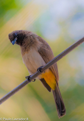 Pycnonotus barbatus tricolor