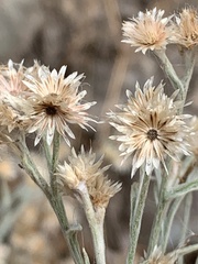 Pseudognaphalium thermale