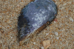 Mytilus galloprovincialis