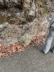 Pseudognaphalium thermale