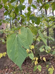 Morus rubra