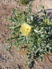 Argemone subfusiformis