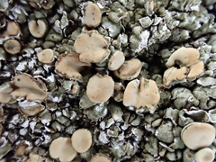 Squamarina cartilaginea