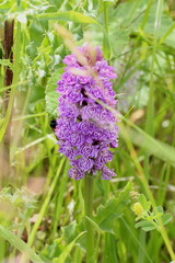 Dactylorhiza