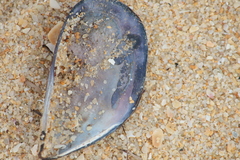 Mytilus galloprovincialis