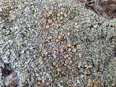 Squamarina cartilaginea