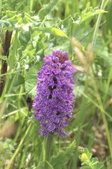 Dactylorhiza