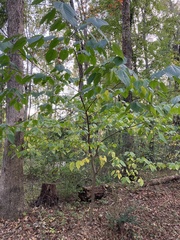 Morus rubra