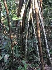 Socratea