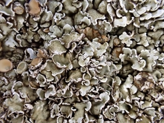 Squamarina cartilaginea