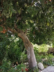 Melicoccus oliviformis