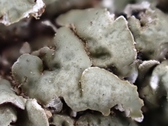 Squamarina cartilaginea