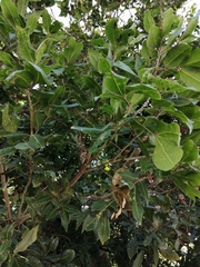 Melicoccus oliviformis