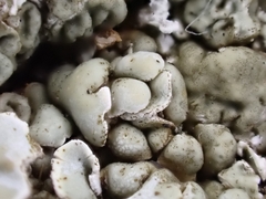 Squamarina cartilaginea