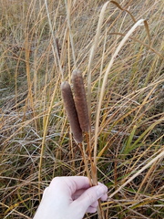 Typha angustifolia