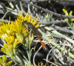 Ammophila