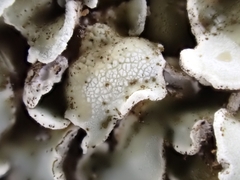 Squamarina cartilaginea