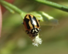 Hippodamia sinuata