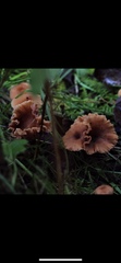 Fungi
