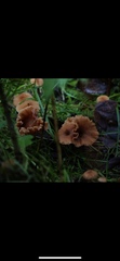 Fungi