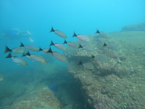 Spottail grunt (Haemulon maculicauda) — Haemulidae — 5