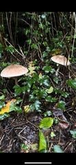 Fungi