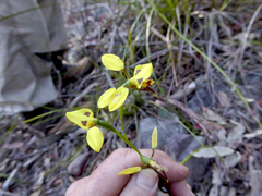 Diuris sulphurea