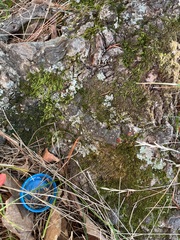 Phaeophyscia adiastola