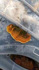 Stereum insignitum