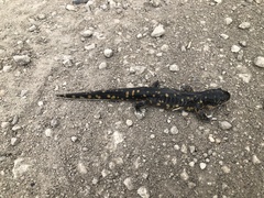 Ambystoma tigrinum