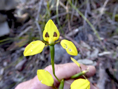 Diuris sulphurea