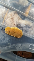 Stereum insignitum