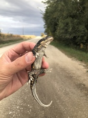 Ambystoma tigrinum
