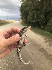 Ambystoma tigrinum