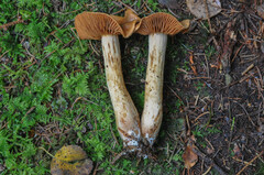 Cortinarius rubellus
