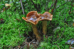 Cortinarius rubellus